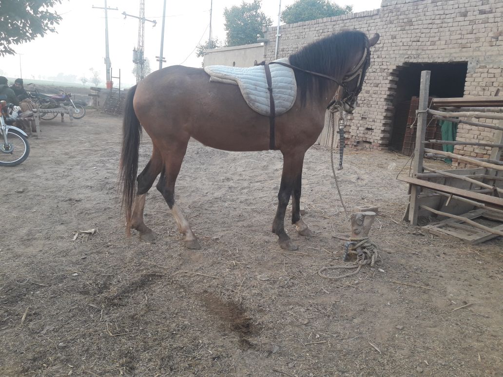 Female horse age 2 year 5 Month one month pregnant for sale